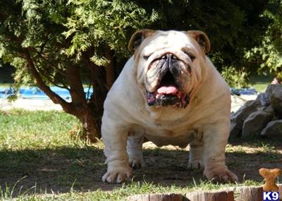 Stud Dogs - English Bulldog